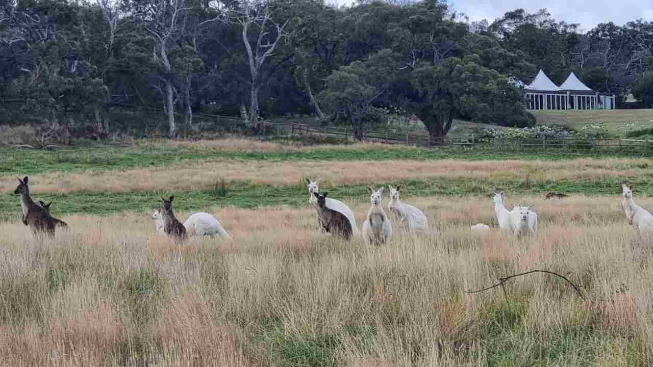 branco canguri albini