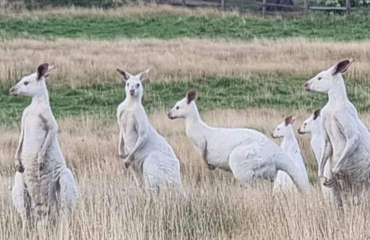 canguri bianchi australia