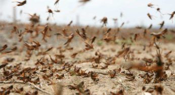 Infestazione di cavallette, in Sardegna si usa la App per le segnalazioni