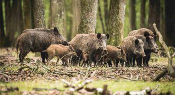 Puglia, scatta la paura Trichinellosi: cos’è e come si trasmette