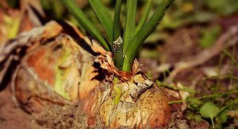 Vuoi far crescere le piante velocemente? Ti basterà una cipolla