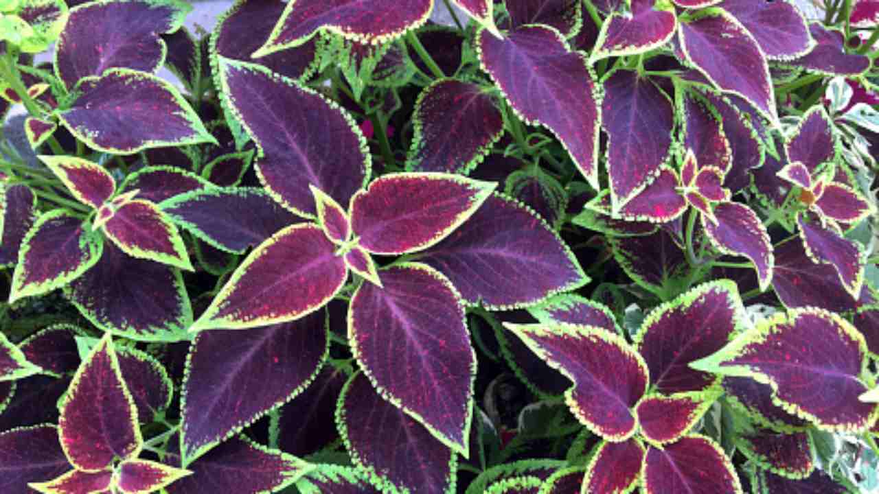 coleus coltivazione giardino