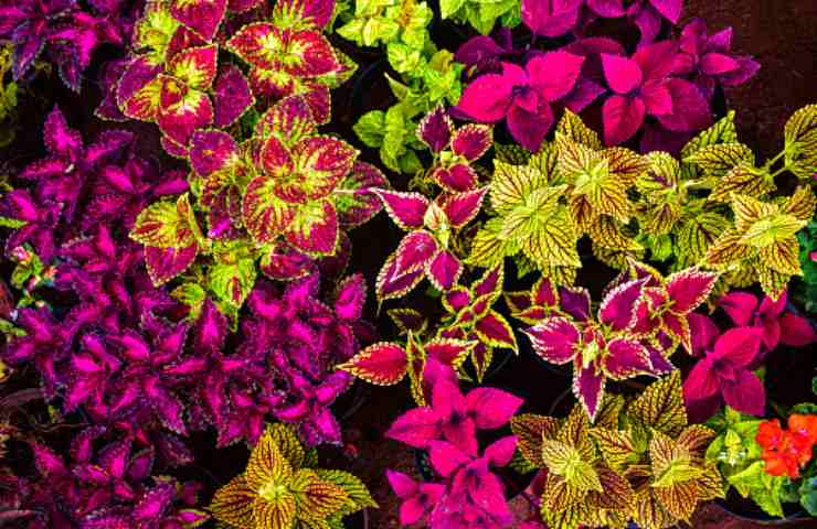 coleus coltivazione giardino