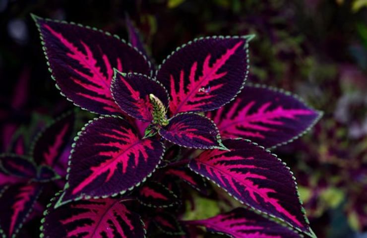 coleus coltivazione giardino