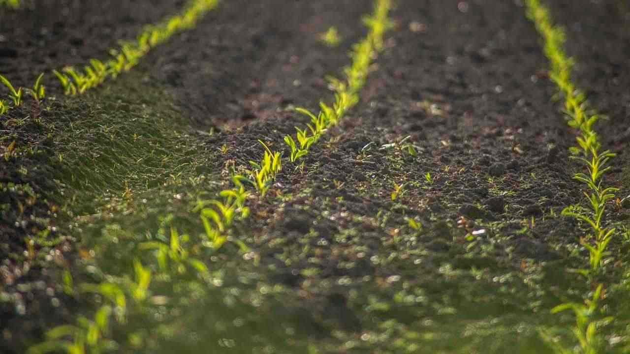 coltivazione terreno 