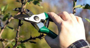 Alberi da frutto potati: quello che dovresti gettare utilizzalo così