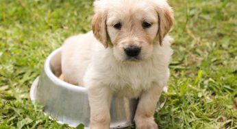 Golden Retriever, attende con ansia davanti la lavatrice: non lascia un momento la sua coperta