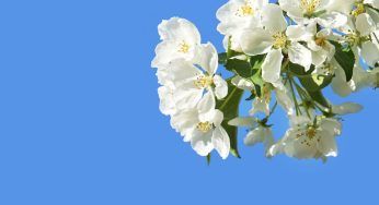 Cuneo: frutticoltura a rischio dopo i soli 4 gradi improvvisi nella notte