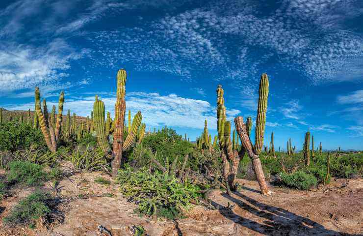 cambiamento climatico studi ppiante