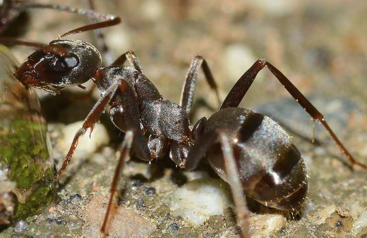 Formica gigante 