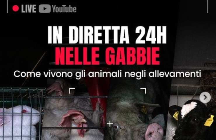 diretta gabbie allevamenti disumani 