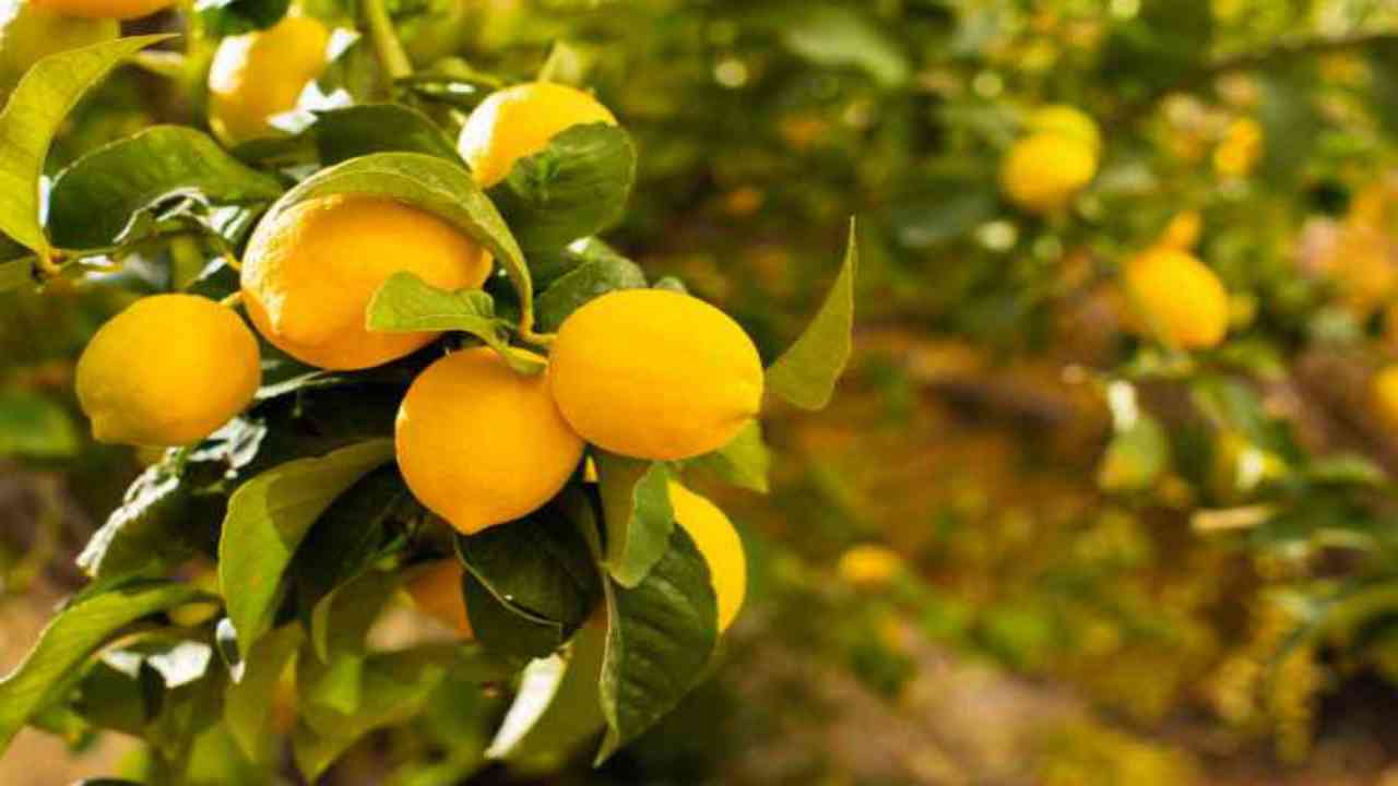 albero agrumi limoni foglie