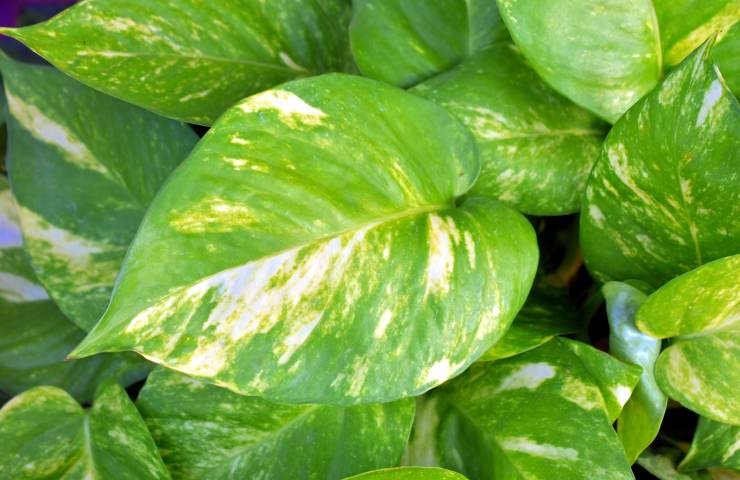 Pothos primavera foglie