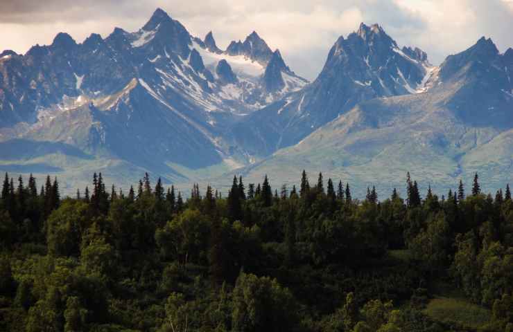 cambiamenti climatici foreste