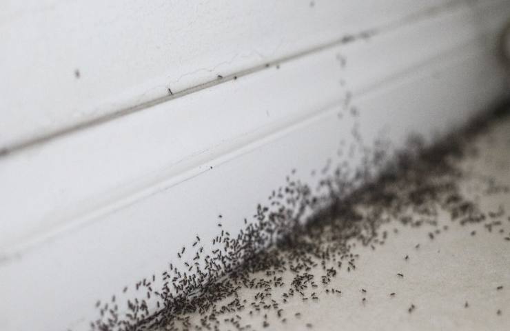 formiche invasione rimedi naturali