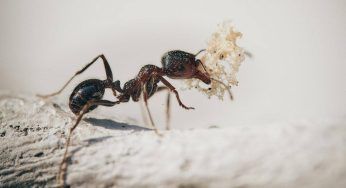 Troppe formiche vicino al battiscopa: devi mandarle via così