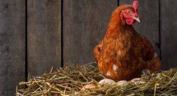 Sapevi che le galline mangiano le proprie uova: svelato il perchè