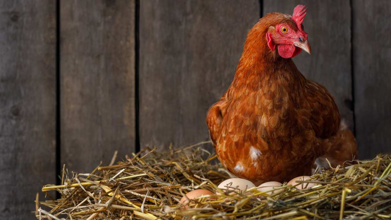 galline deposizione uova interruzione muta