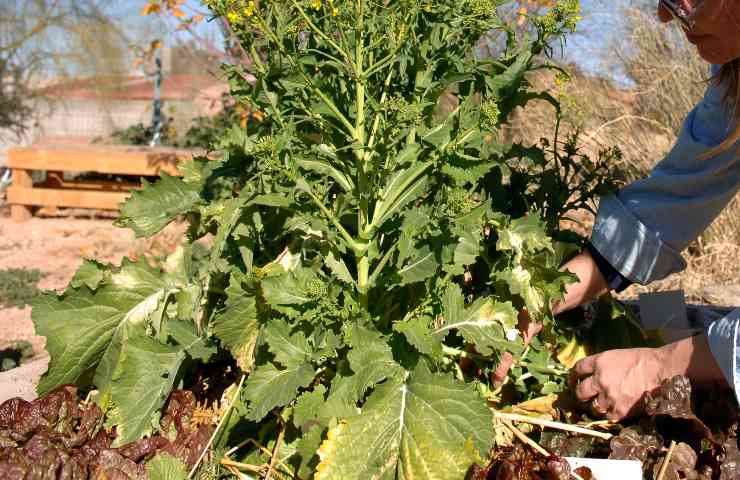 Sale di Epsom cultivar