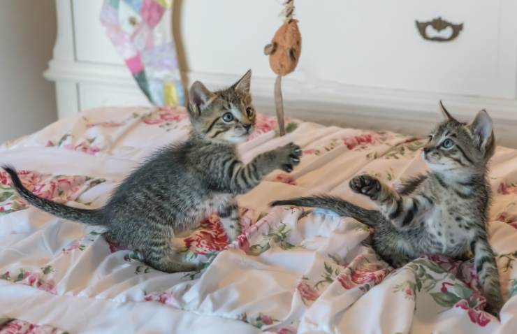 Gatti quanto costa mantenerli
