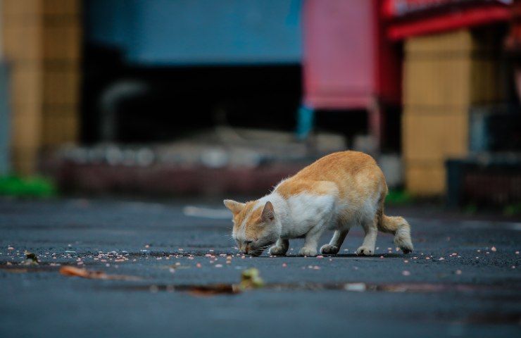 gattini abbandonati bari