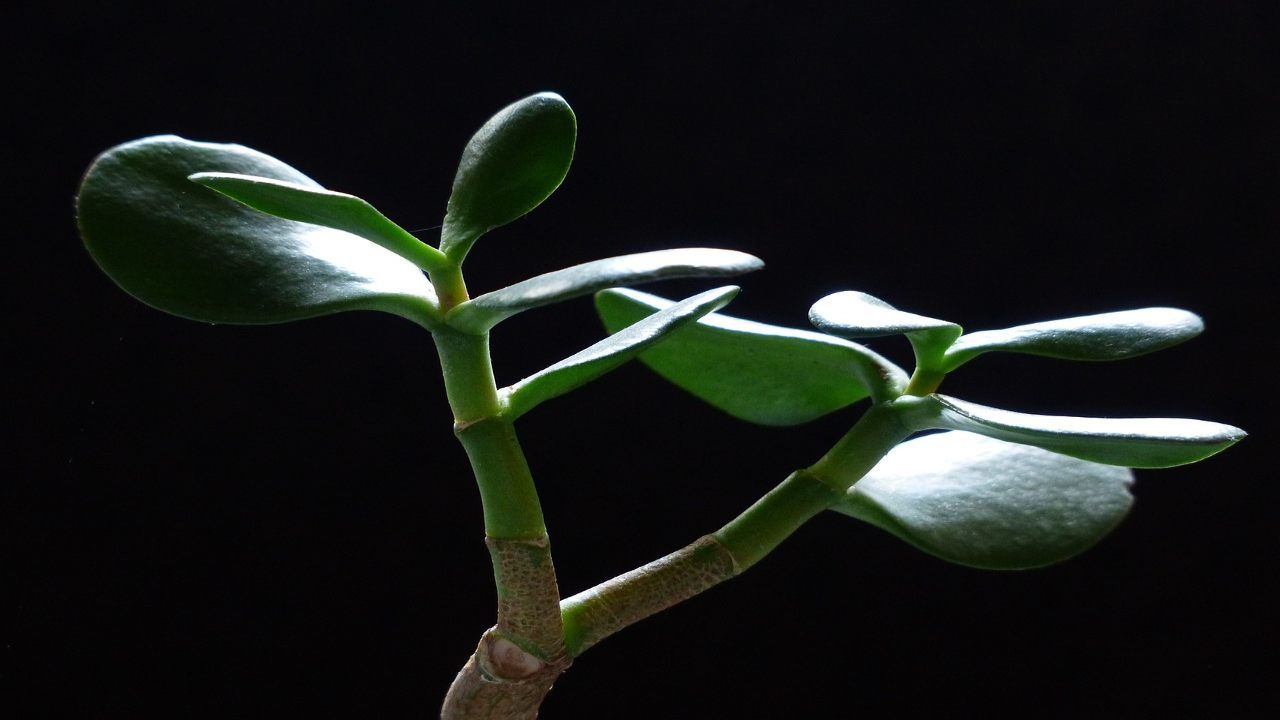 Albero giada verde