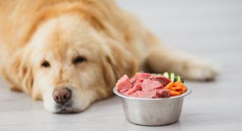 Golden Retriever, 20 minuti davanti la ciotola senza toccare cibo: il perchè sconvolge