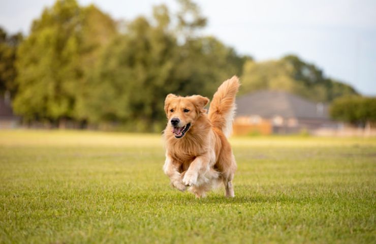 golden retriever carattere