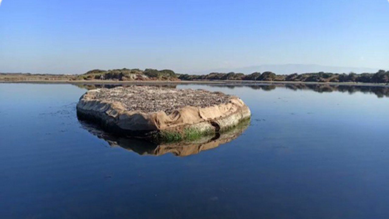 isola artificiale gusci di cozze