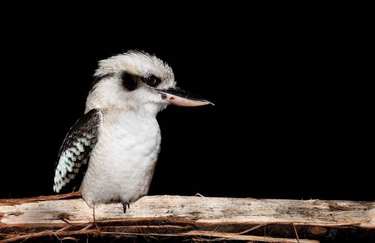 kookaburra minaccia scricciolo blu 