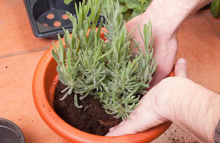 dove mettere lavanda