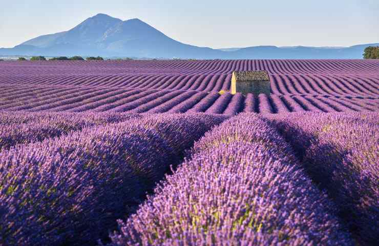 profumi grasse siccità