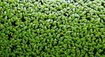 Lenticchia d’acqua: è commestibile. Cosa c’è da sapere