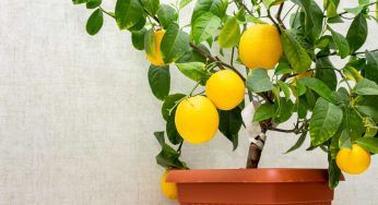 Limone, importanti suggerimenti per la potatura. Non sbagliare mese