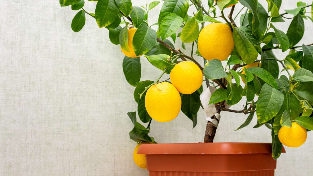 limone pianta come farla crescere in balcone