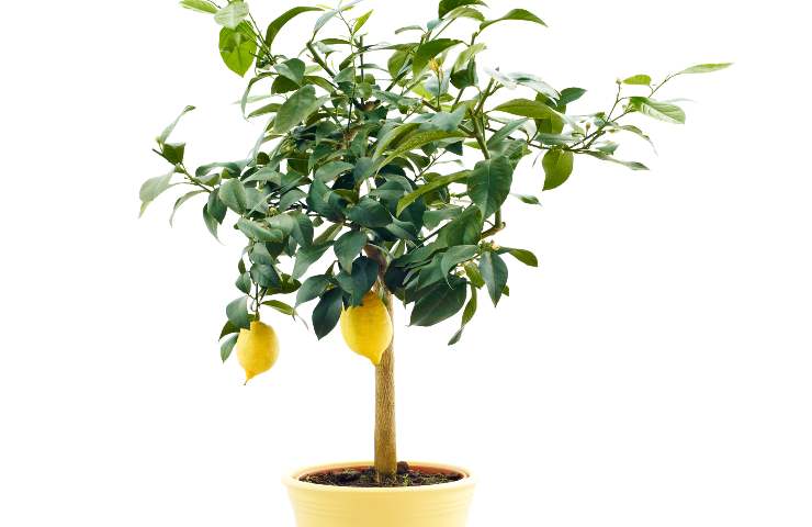 limone pianta come farla crescere in balcone