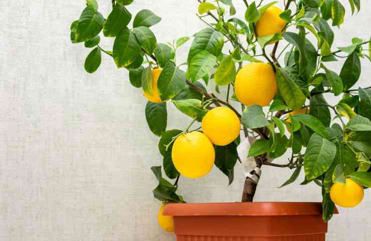 pianta limoni vaso