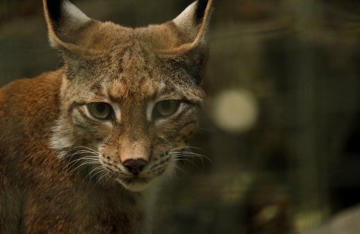 animali rari lince