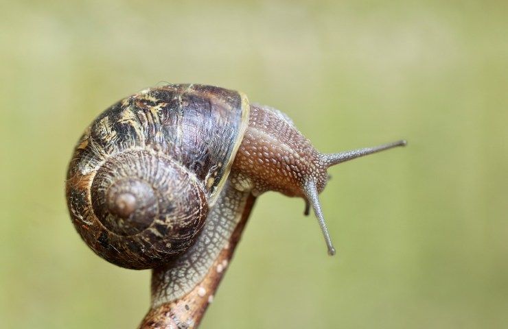 Lumaca Trento scienza