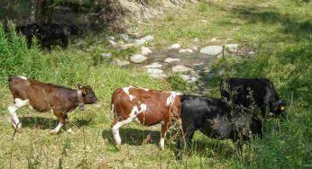 Biomassa vivente: qual è il peso dei mammiferi sulla Terra