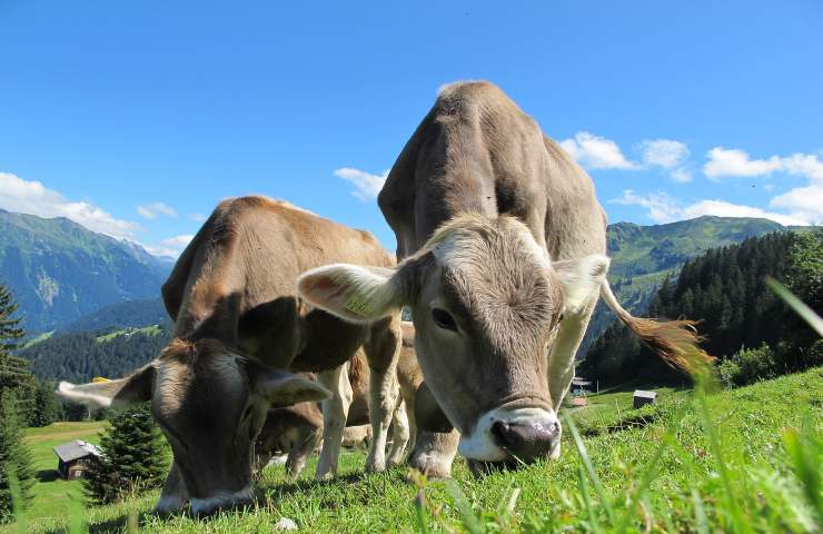 Latte sintetico mucche