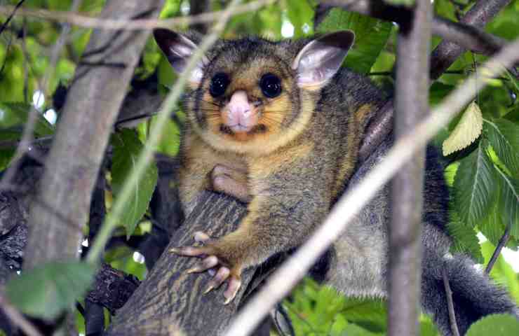 Opossum Indonesia 