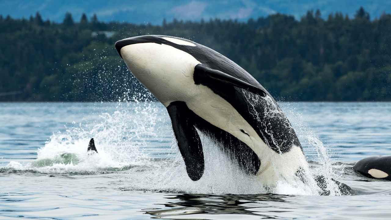 orca in libertà