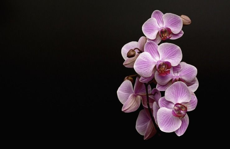 Orchidea lilla radici