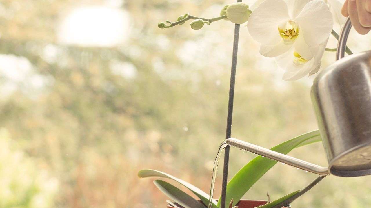 orchidea radici fertilizzante