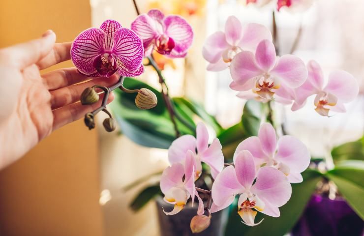 orchidea come irrigare