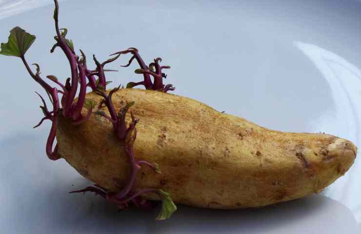 patate germogliate consumo 