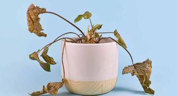 E’ mai capitato di mettere troppo concime? Non ci si deve distrarre, può capitare l’irreparabile