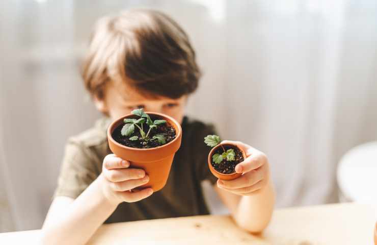 coltivare piante casa bambini piccoli