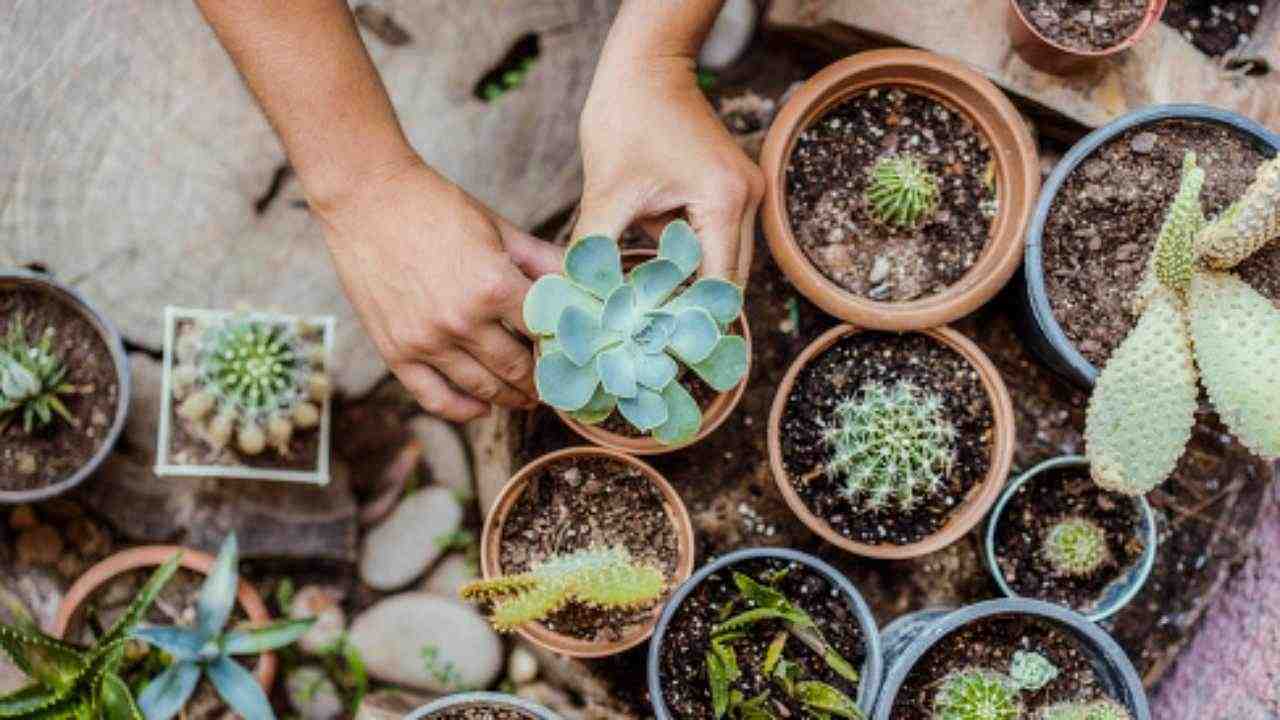 piante rare da appartamento quali sono